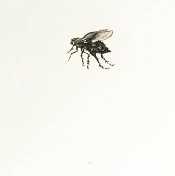 Flies_Sample2